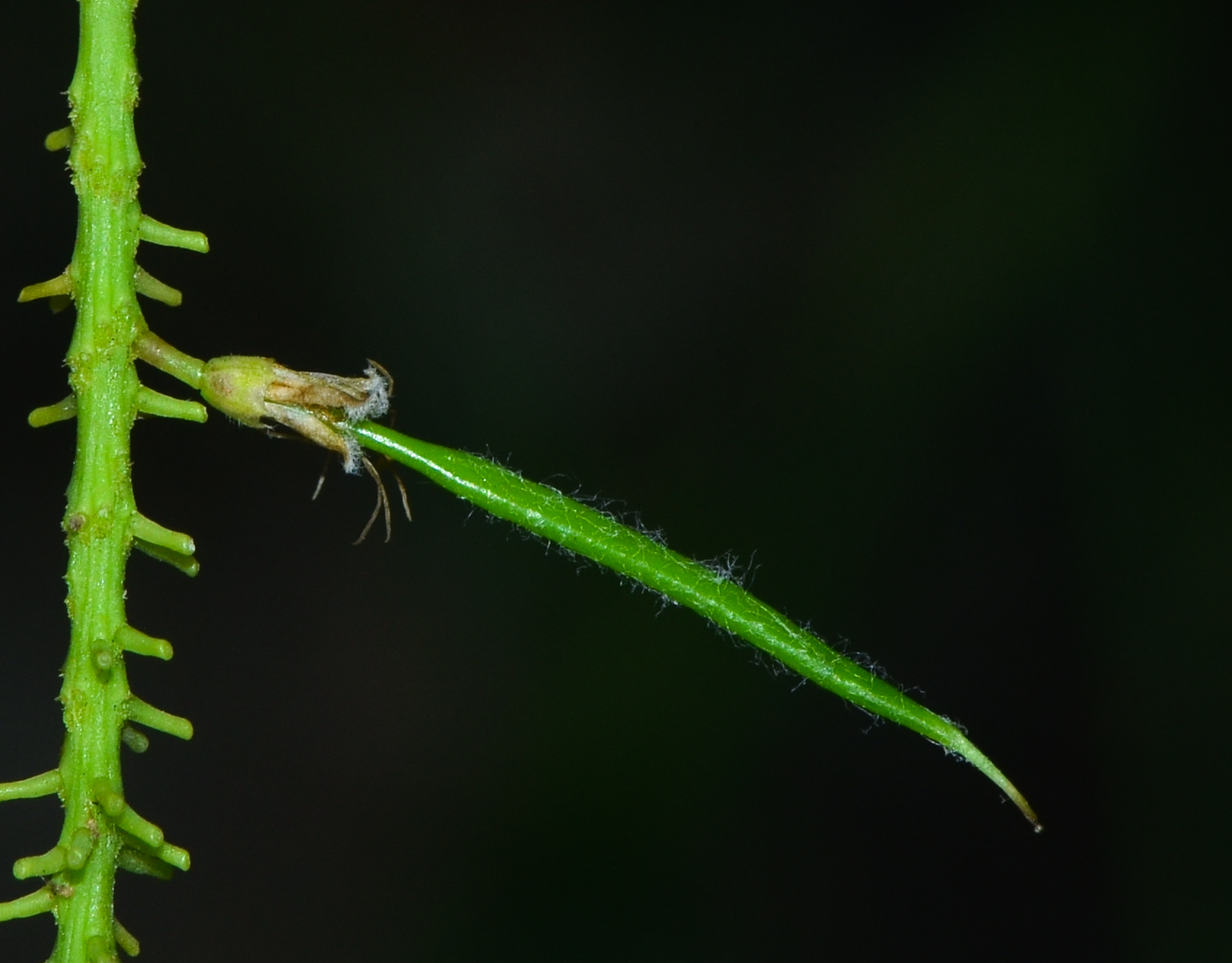 Image of Prosopis juliflora specimen.