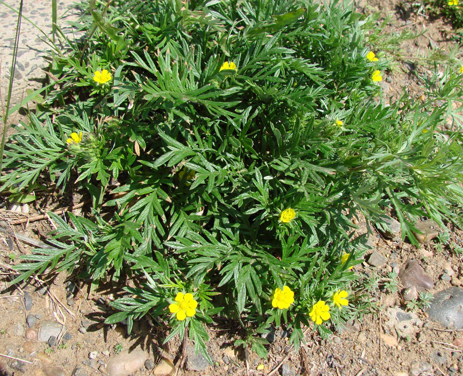 Image of Potentilla tergemina specimen.