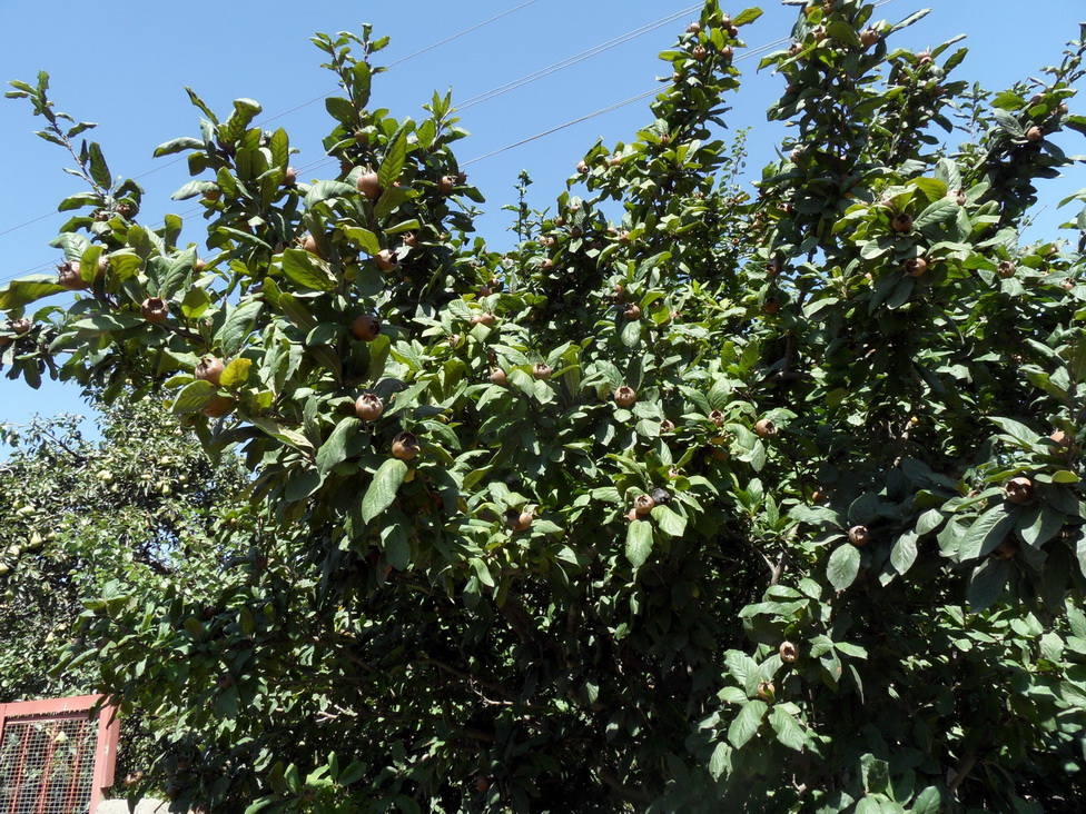 Image of Mespilus germanica specimen.