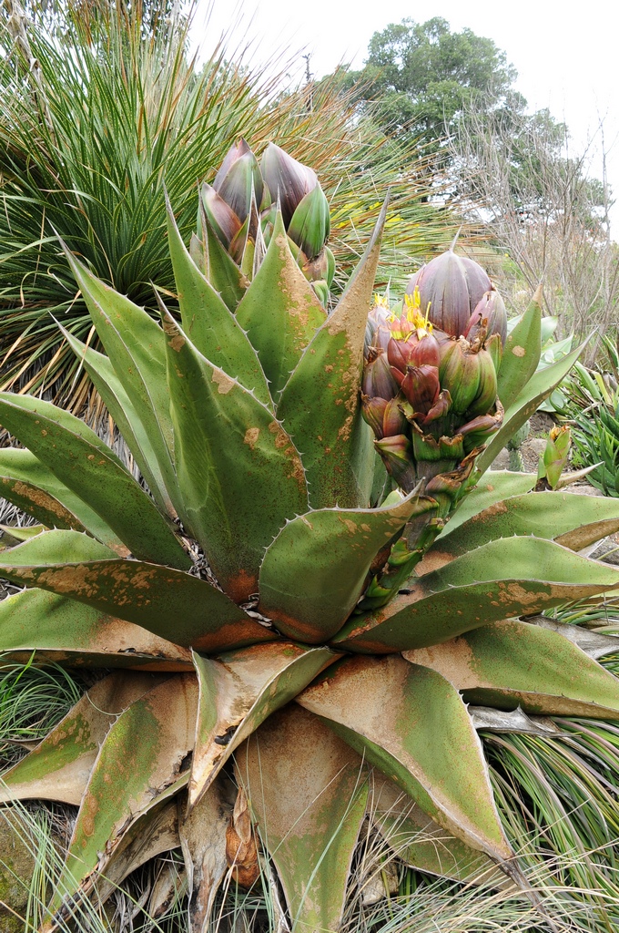 Изображение особи Agave atrovirens.