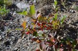 Cotoneaster uniflorus