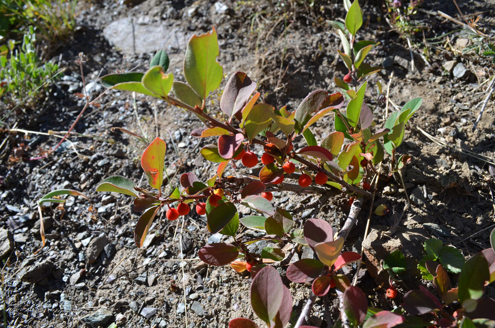 Image of Cotoneaster uniflorus specimen.