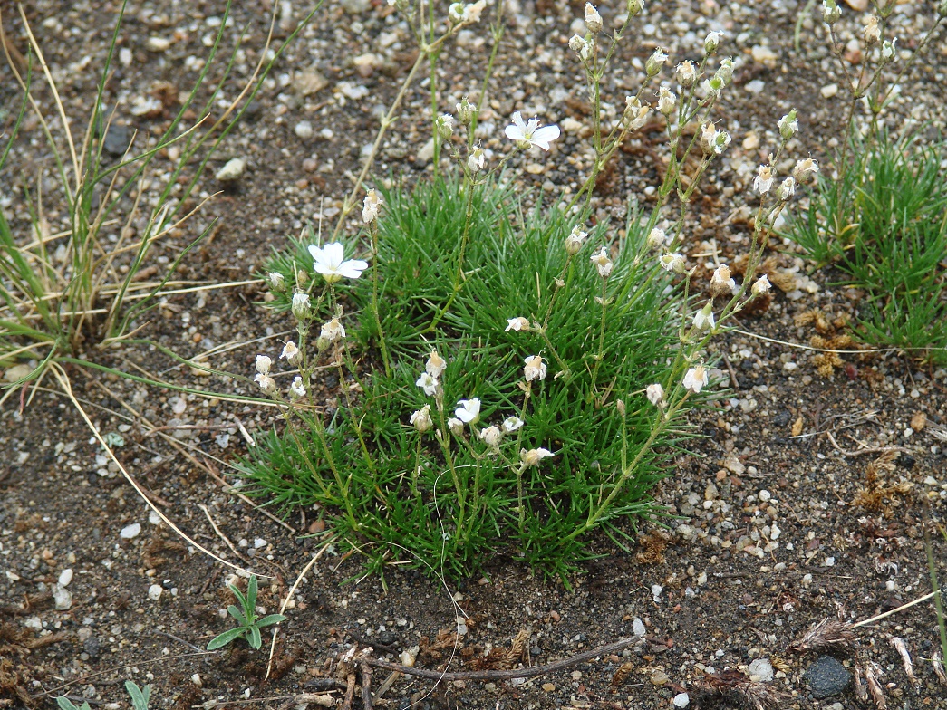 Image of Eremogone meyeri specimen.