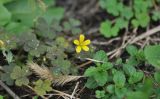 Oxalis stricta. Цветущее растение. Китай, провинция Хунань, Сянси-Туцзя-Мяоский автономный округ, окр. г. Фэнхуан, окр. Южной Китайской стены. 09.10.2017.