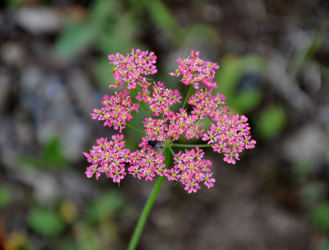 Image of Chaerophyllum rubellum specimen.