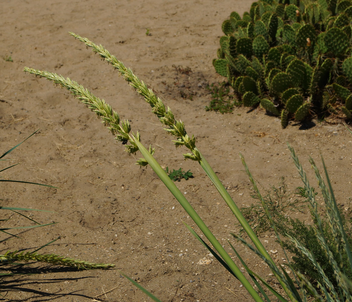 Image of genus Leymus specimen.