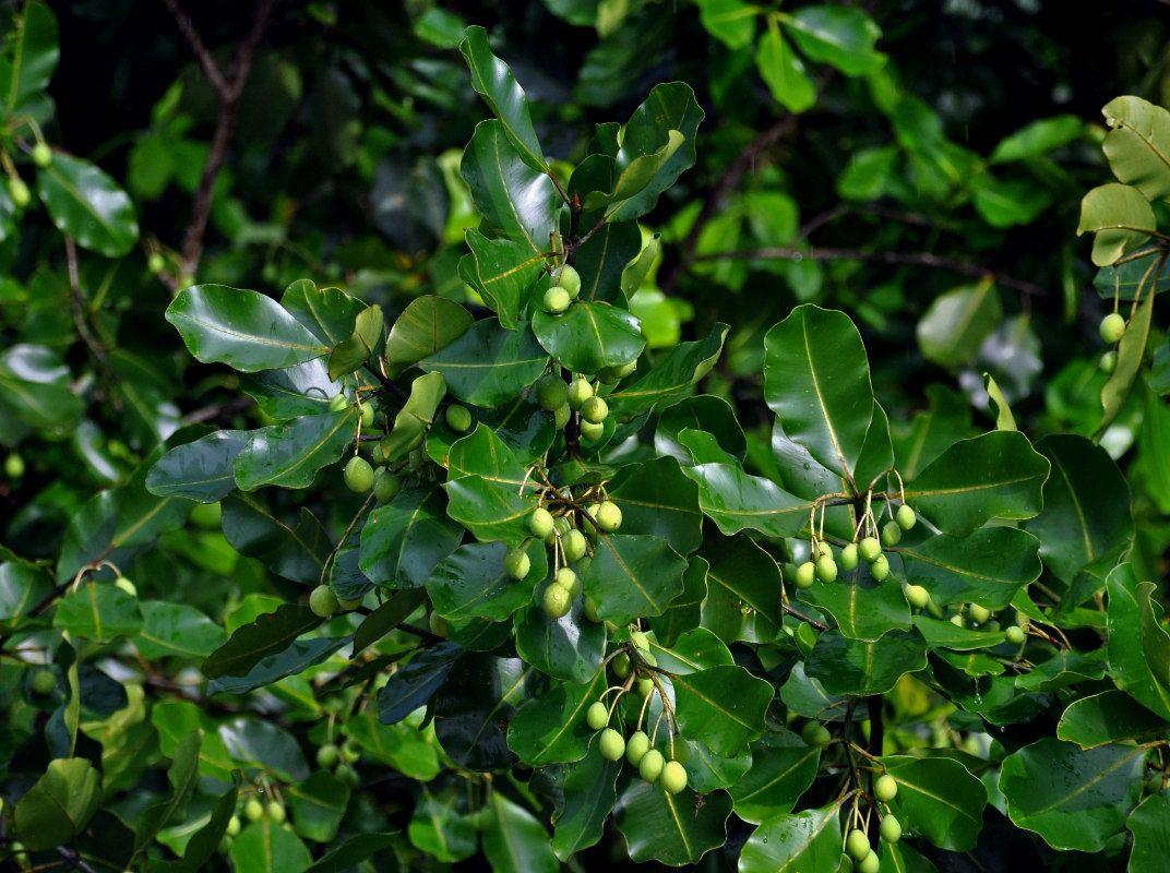 Image of Calophyllum inophyllum specimen.