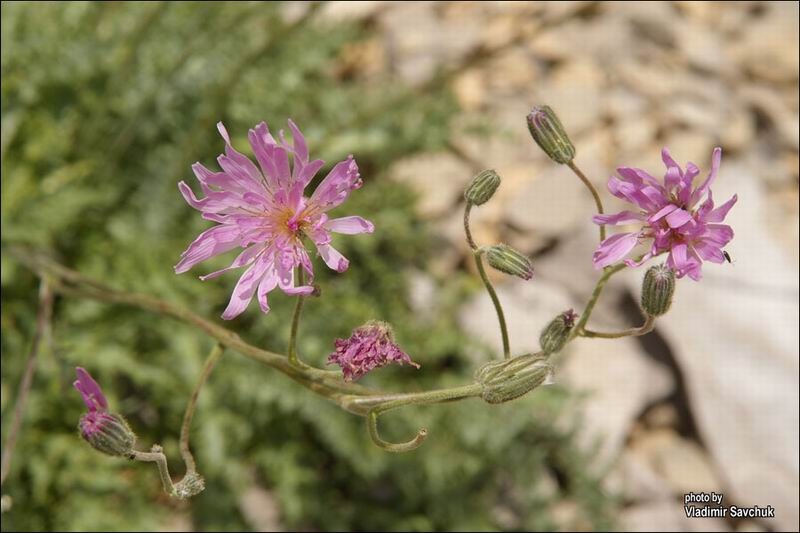 Image of Lagoseris callicephala specimen.