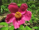 Paeonia caucasica. Цветок. Краснодарский край, Абинский р-н, окр. пос. Новый, широколиственный лес. 16.04.2018.