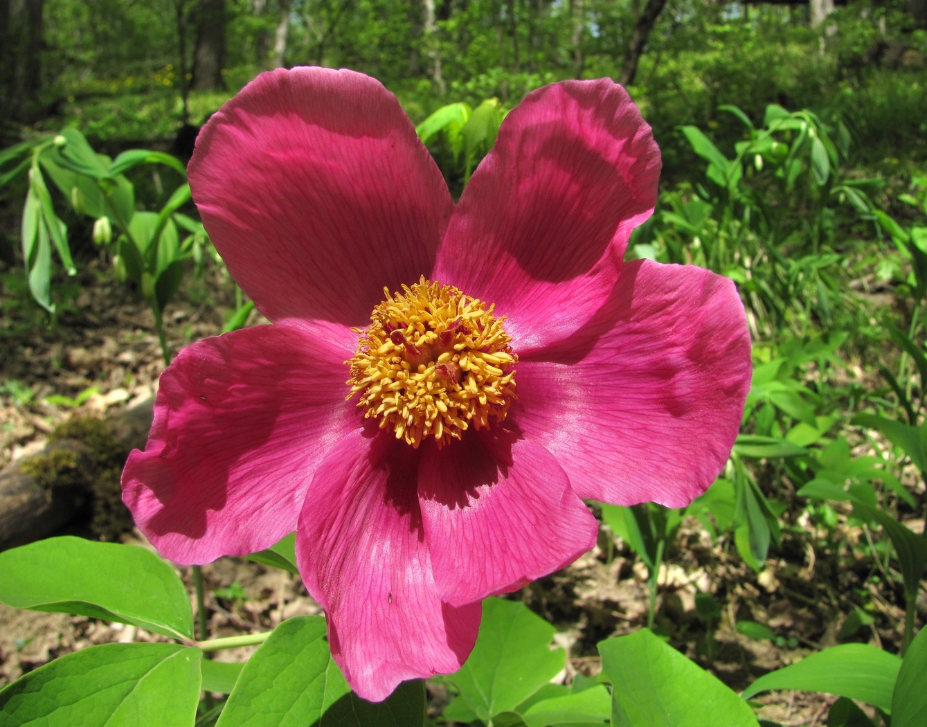 Image of Paeonia caucasica specimen.