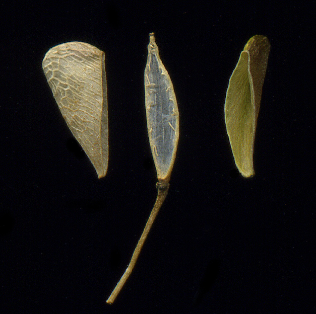 Image of Capsella bursa-pastoris specimen.