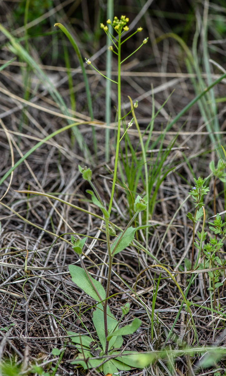 Image of Draba nemorosa specimen.