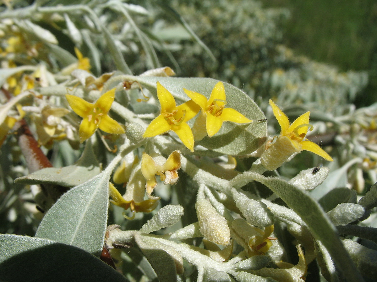 Изображение особи Elaeagnus oxycarpa.