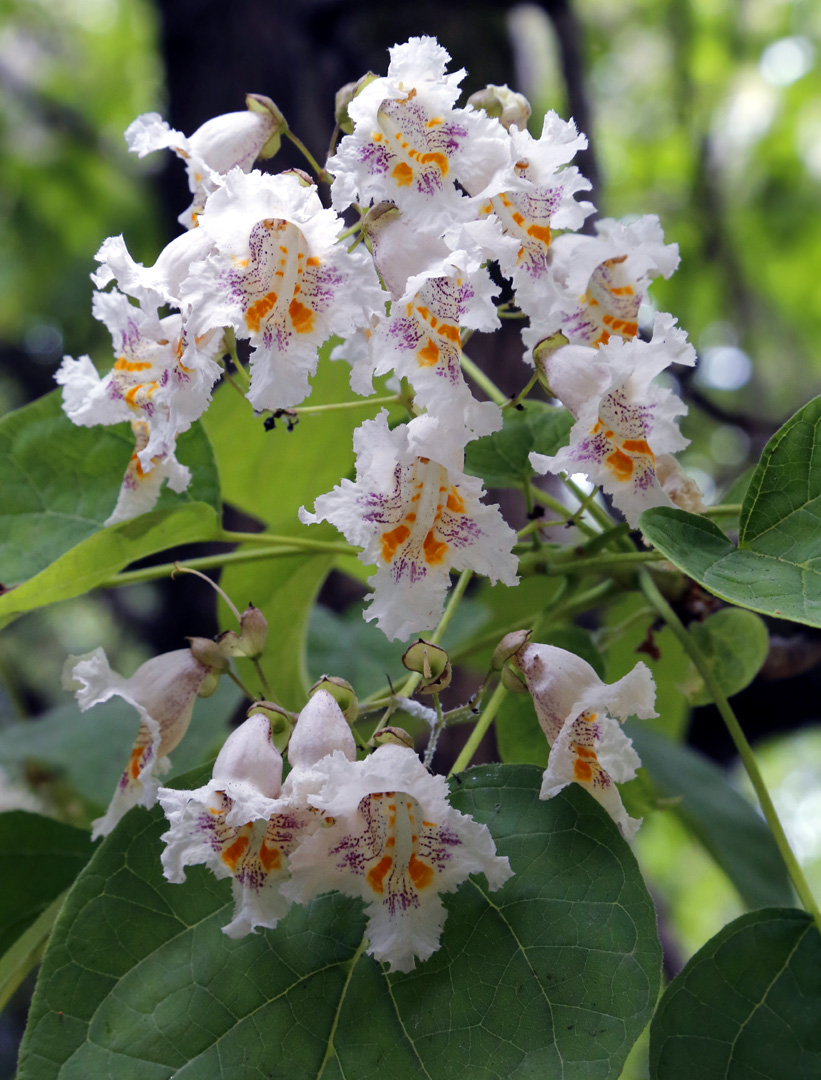 Изображение особи Catalpa bignonioides.