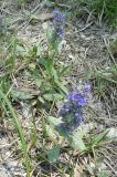 Ajuga genevensis. Цветущие растения. Крым, Ялта, ущелье Уч-Кош. 30.05.2010.