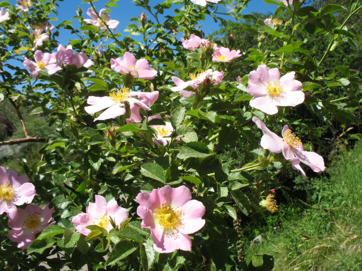 Изображение особи Rosa laxa.