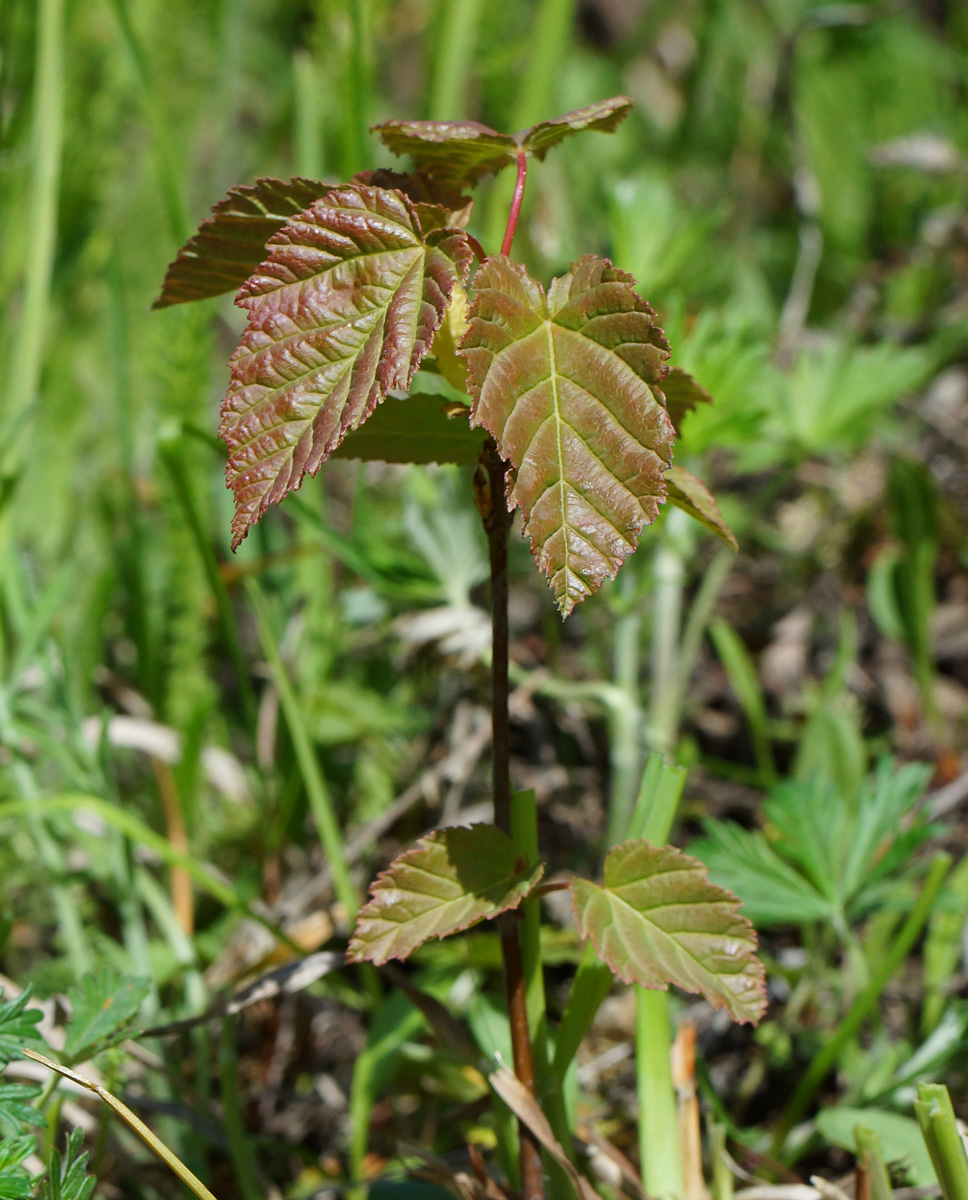 Image of Acer tataricum specimen.