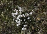 Gypsophila tenuifolia