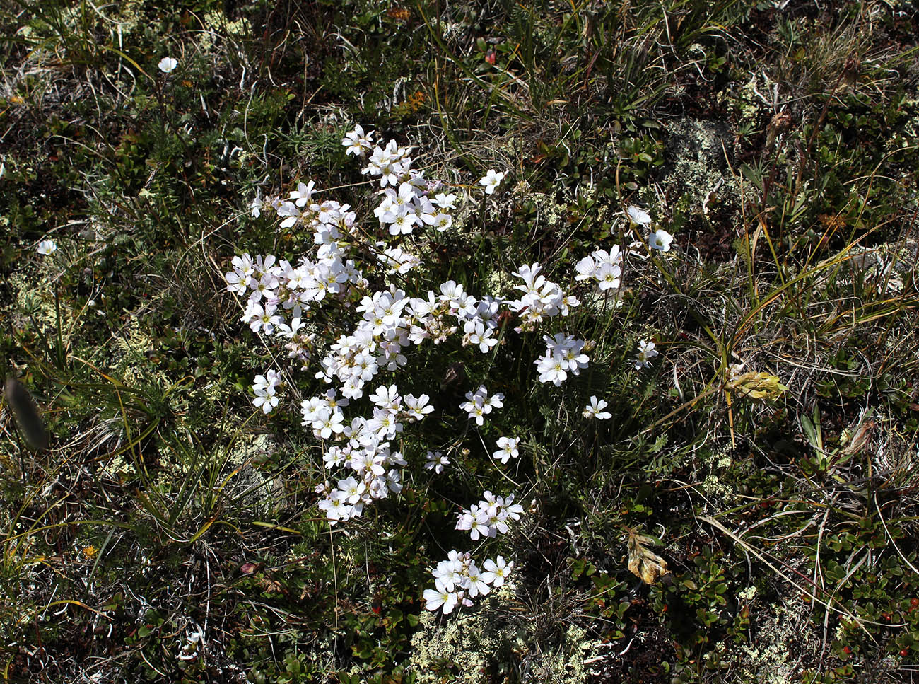 Image of Gypsophila tenuifolia specimen.