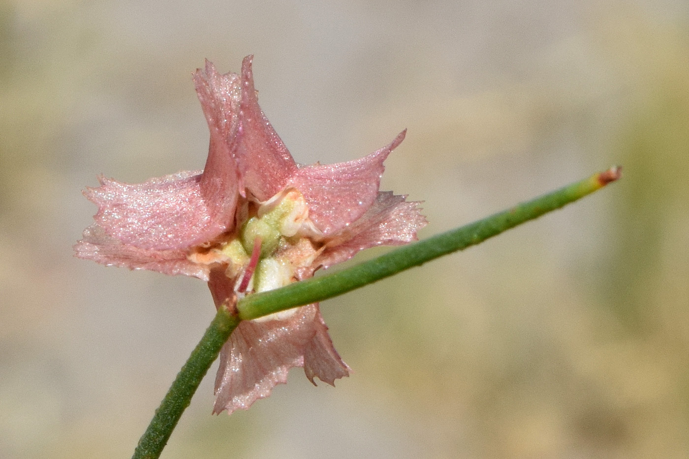 Image of genus Calligonum specimen.