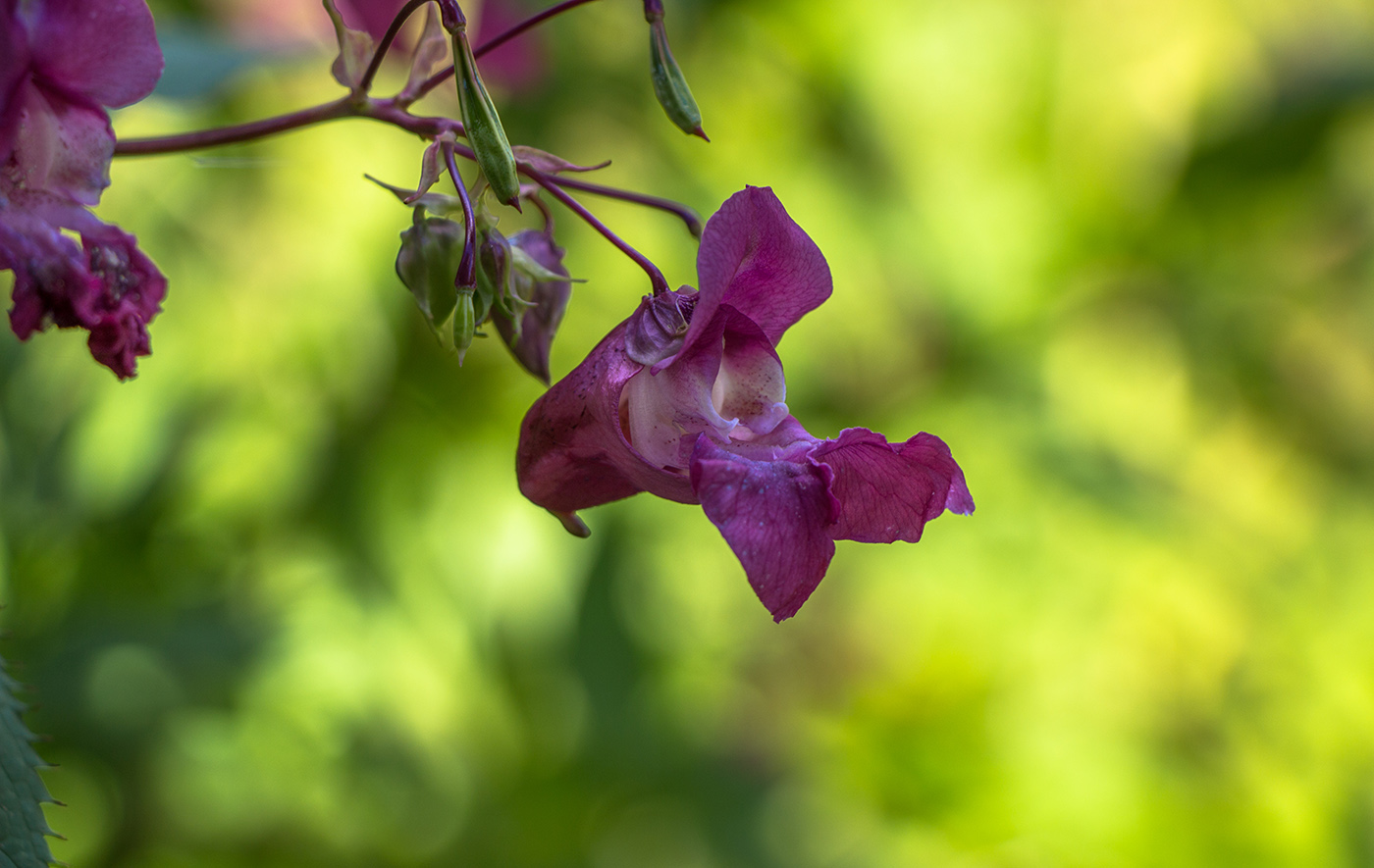 Image of Impatiens glandulifera specimen.