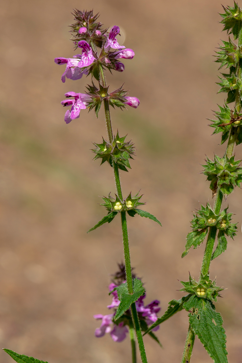 Image of Stachys palustris specimen.