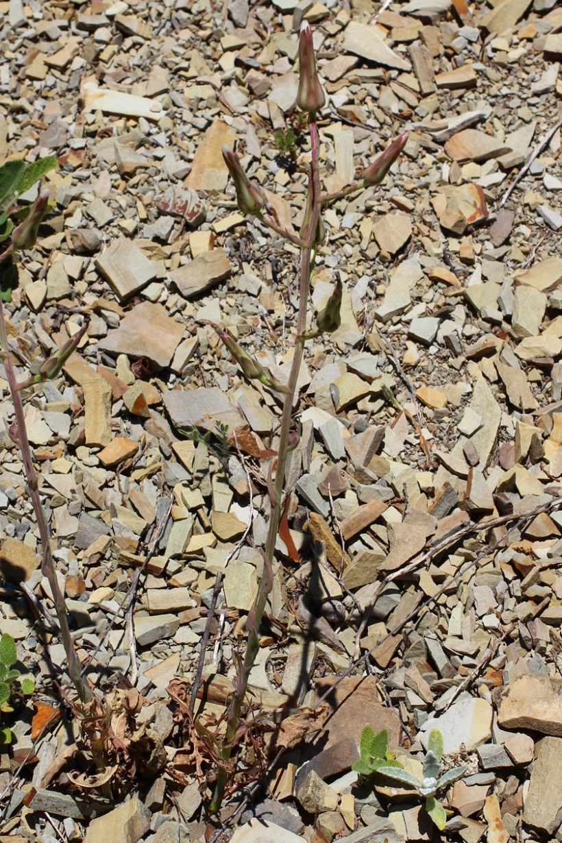 Image of Lactuca tuberosa specimen.