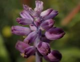Leopoldia cycladica ssp. subsessilis