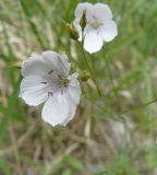 Linum tenuifolium