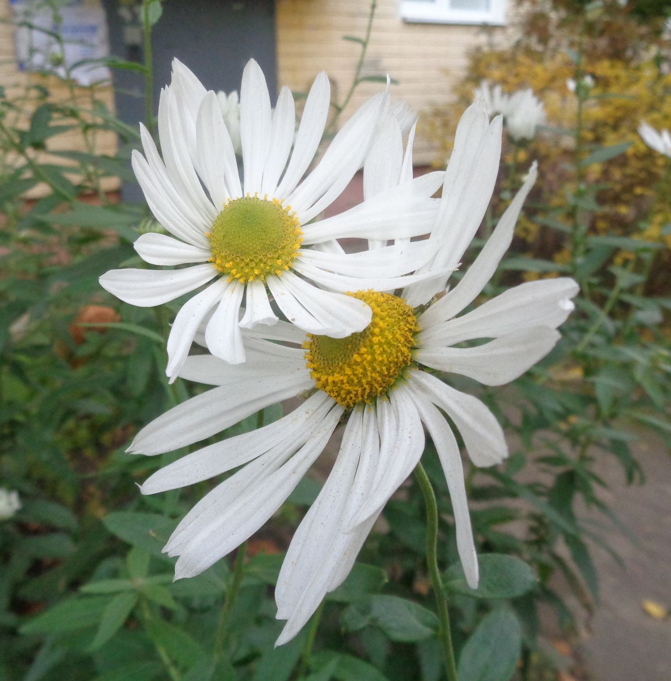 Изображение особи Leucanthemella serotina.