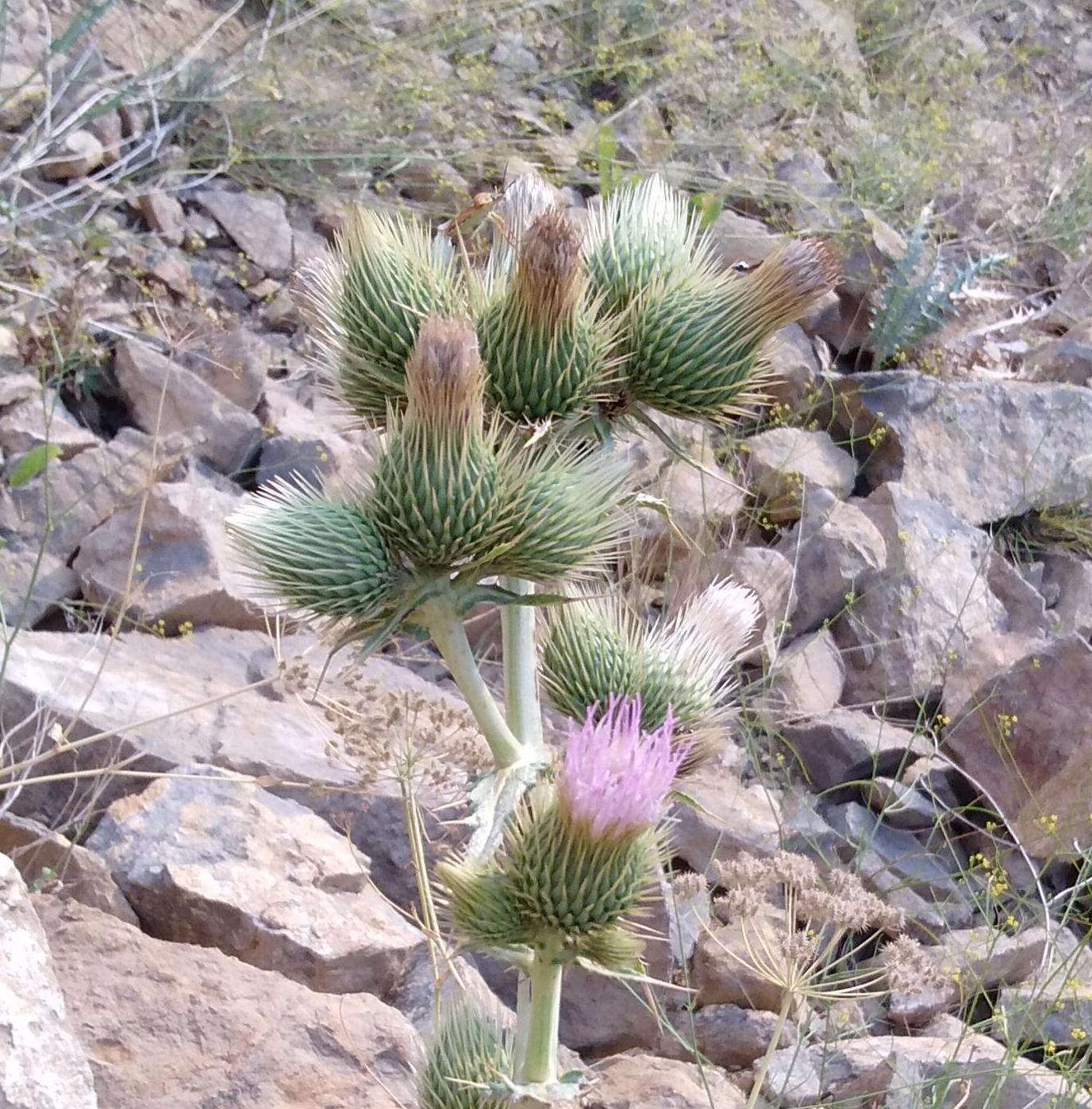 Image of Cirsium congestum specimen.