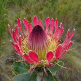 Protea obtusifolia
