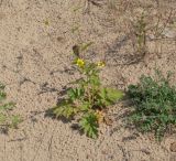 Geum aleppicum. Цветущее и плодоносящее растение. Иркутская обл., Осинский р-н, окр. дер. Рассвет, Братское вдхр., песчаный пляж. 04.07.2018.