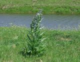 Cynoglossum officinale. Цветущее растение. Иркутская обл., Боханский р-н, окр. с. Бохан, берег р. Ида. 11.06.2018.