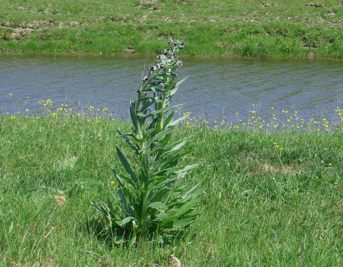 Изображение особи Cynoglossum officinale.