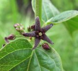 Vincetoxicum scandens