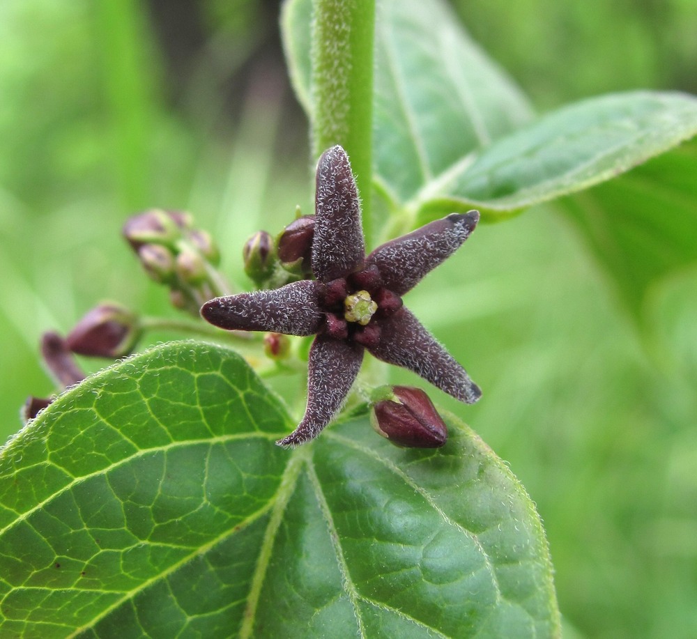 Image of Vincetoxicum scandens specimen.