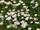 Bellis perennis