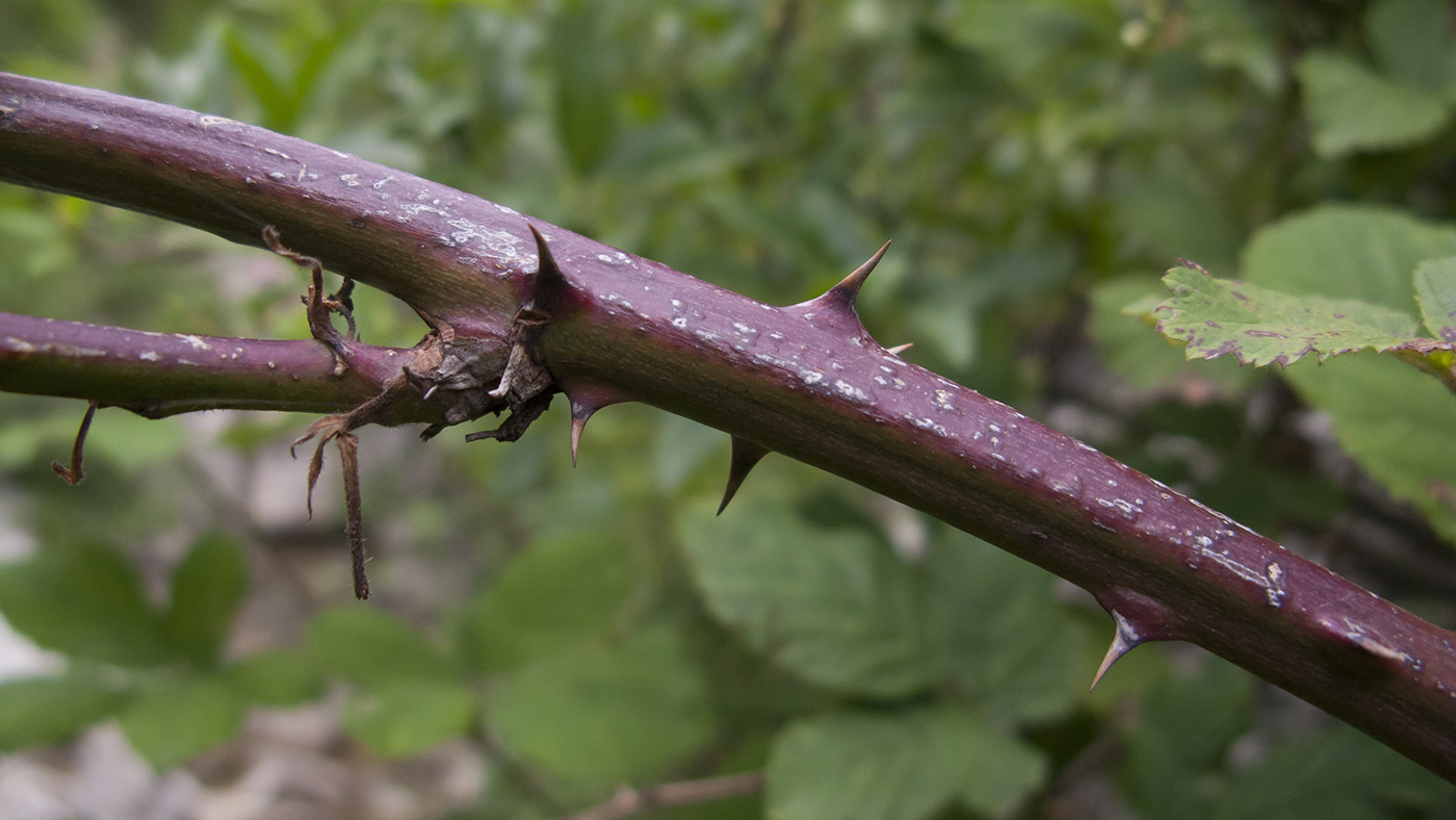 Image of Rubus sanctus specimen.