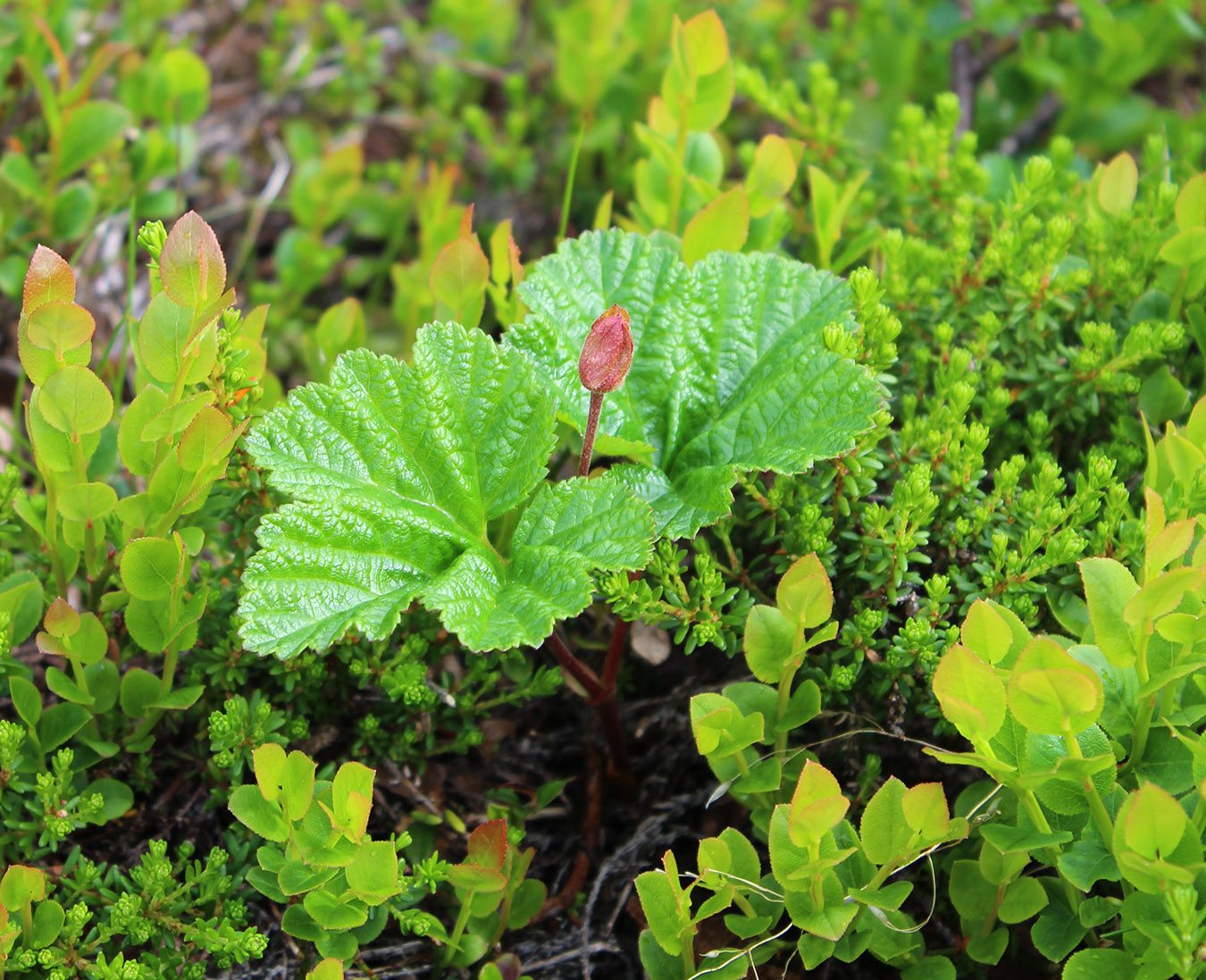 Изображение особи Rubus chamaemorus.