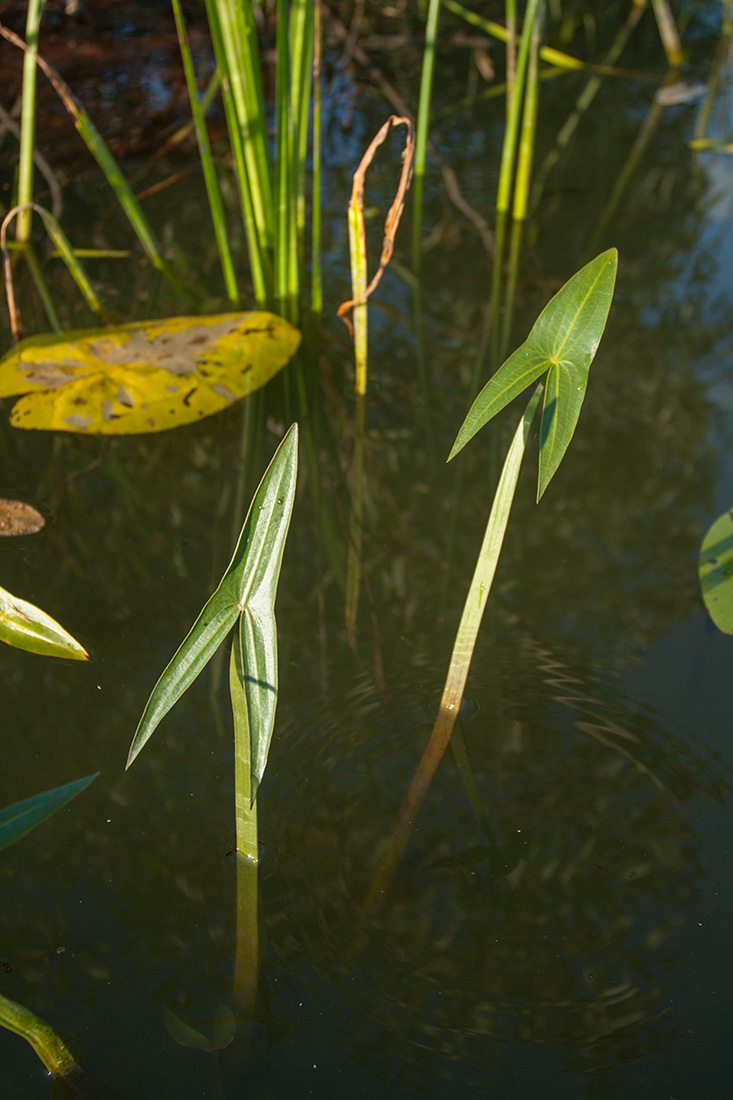 Image of Sagittaria sagittifolia specimen.