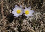 род Pulsatilla