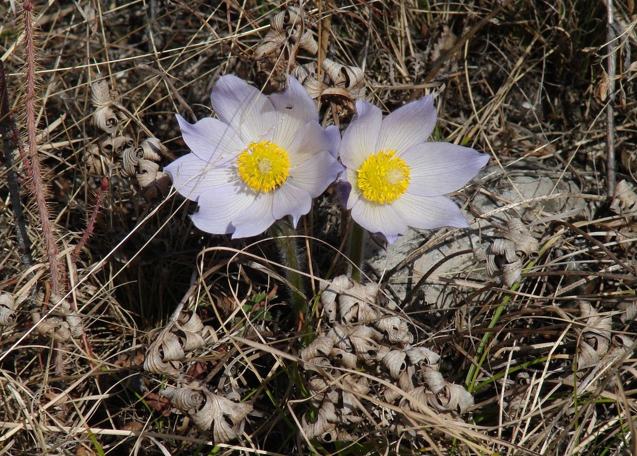 Изображение особи род Pulsatilla.