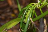 Vanilla planifolia. Часть пазушного соплодия с созревающими плодами. Танзания, автономия Занзибар, о-в Унгуджа, Urban West Region, ферма специй \"Tangawizi\". 27.10.2018.