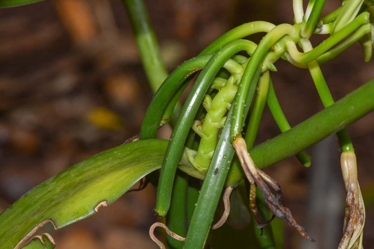 Image of Vanilla planifolia specimen.