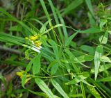 Melampyrum pratense. Часть цветущего растения. Московская обл., Раменский р-н, окр. пос. Ильинский, Ильинский лес, в березняке. 27.07.2017.