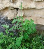 Sonchus oleraceus