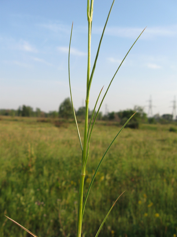 Image of Eremogone longifolia specimen.