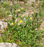 Helianthemum salicifolium