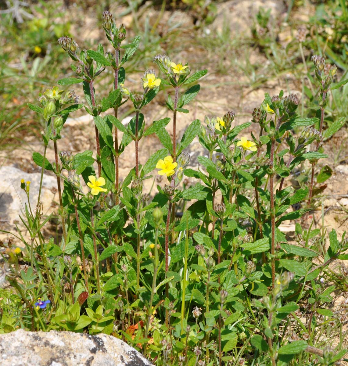 Image of Helianthemum salicifolium specimen.